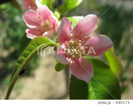 花梨の花咲いた 680173
