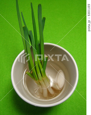 おネギ栽培 680189