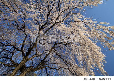 本満寺　枝垂れ桜1 680444