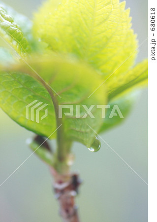 新緑のあじさい 新緑のあじさい 680618