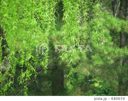 新緑 680659