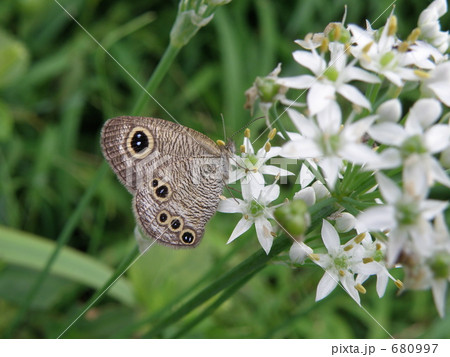 ヒメウラナミジャノメ 680997