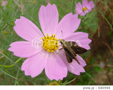 チャバネセセリ 680998