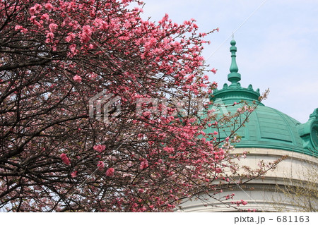 東京国立博物館と菊桃 681163