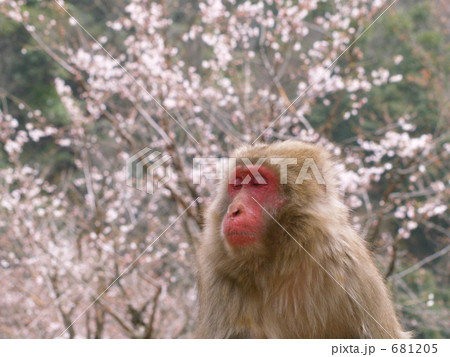 春眠暁をおぼえず？ 681205