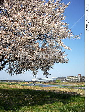 多摩川河川敷　関戸橋付近の一本桜 681507