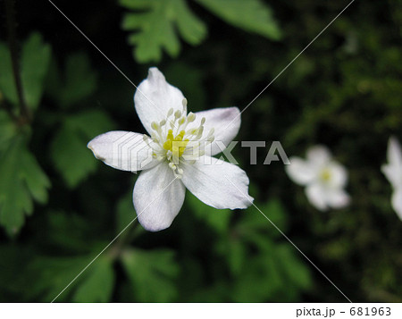 光に浮かぶニリンソウ 681963
