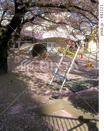 大阪市内の幼稚園　入園式を前にして桜は満開 682121