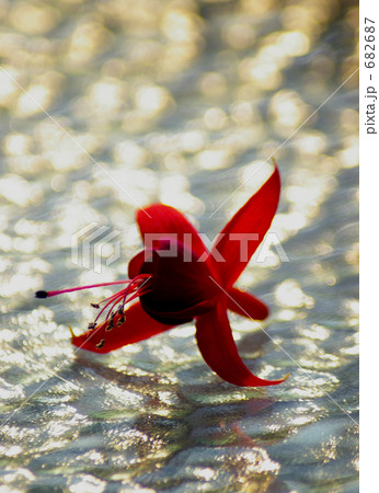 ガラスの上に落ちたフクシャの赤い花 682687