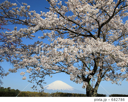 東山湖のサクラと富士山 682786