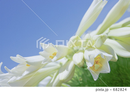 白百合咲いた 682824