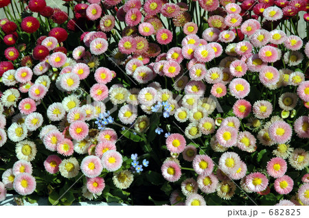 ヒナギク ヒナギク 682825