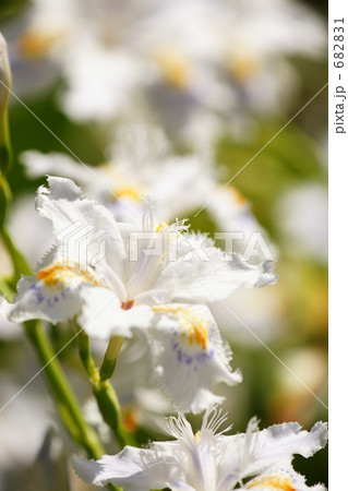 シャガの花 682831