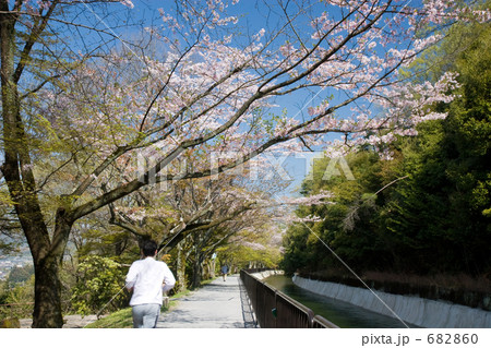 桜並木を走る 682860