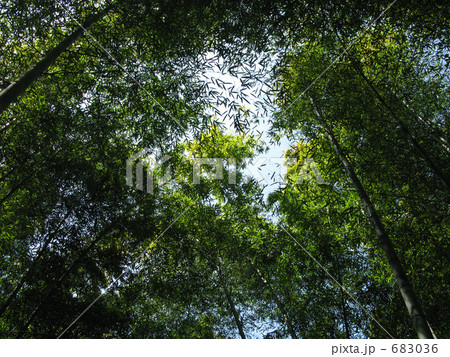 竹藪から見上げる空 683036