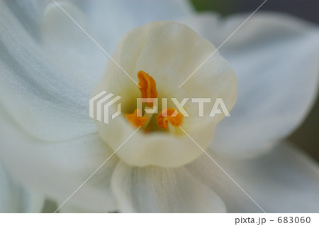 スイセン スイセン 683060