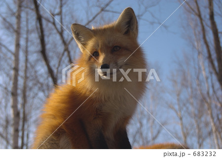 キタキツネ３ 683232