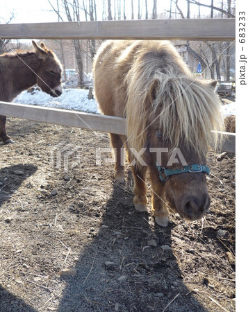 ２頭のウマ 683233