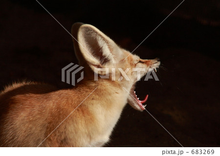 フェネック1 フェネック1 683269