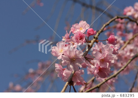 パステルな見上げる空 683295