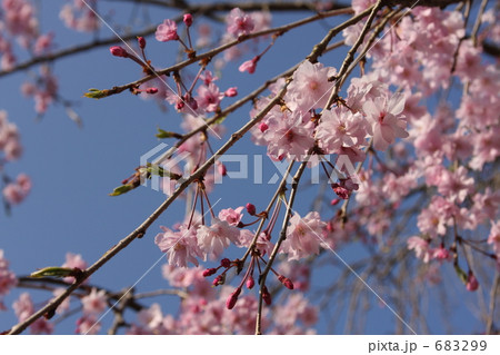 枝垂桜と青空 683299