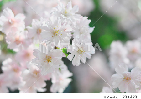 淡いろ枝垂れ桜a横位置 683368