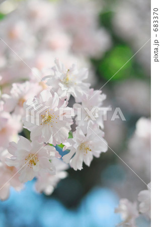 淡いろ枝垂れ桜a縦位置 683370