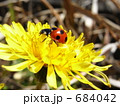 テントウムシとたんぽぽ 684042