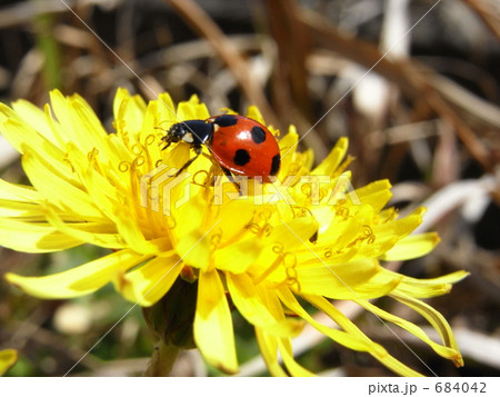 テントウムシとたんぽぽ 684042