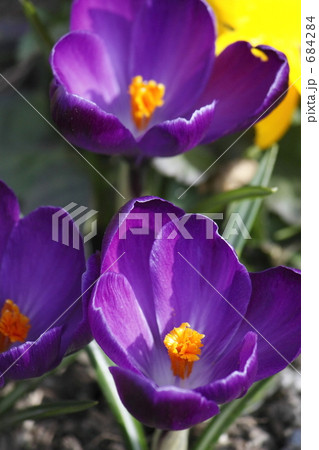 クロッカス 684284