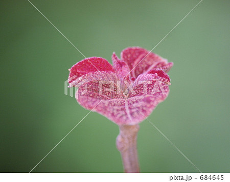 春の新芽 684645