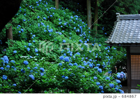 鎌倉明月院の紫陽花 684867