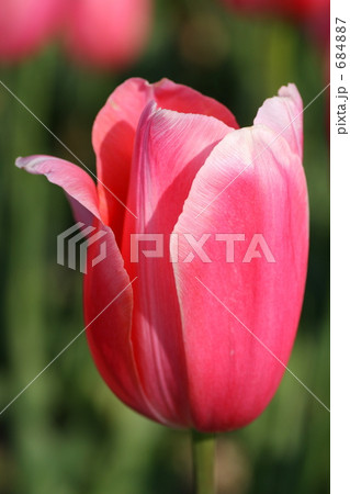 Single Pink 684887