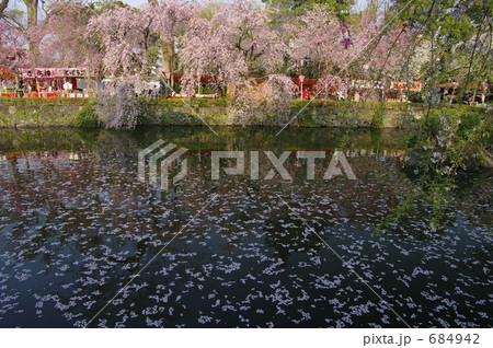 三嶋大社の桜 三嶋大社の桜 684942