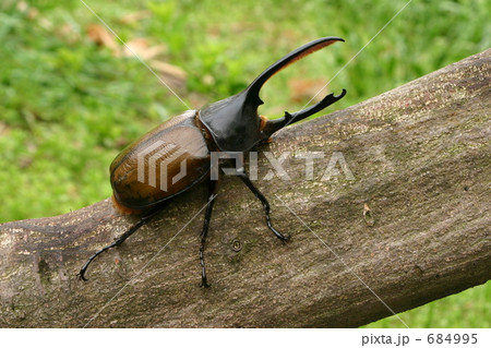 ヘラクレスオキシデンタリス 684995