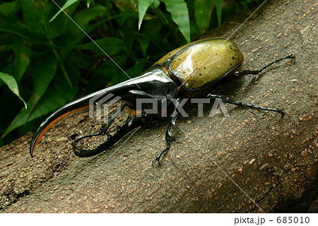 ヘラクレスヘラクレス 685010