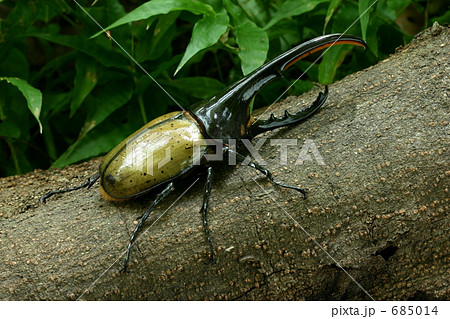 ヘラクレスヘラクレス 685014