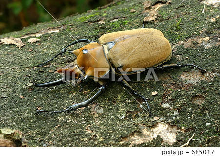 エレファスゾウカブト エレファスゾウカブト 685017