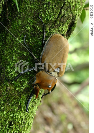 エレファスゾウカブト 685019