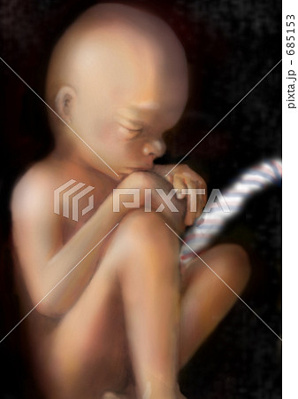 胎児週のイラスト素材 胎児週のイラスト素材