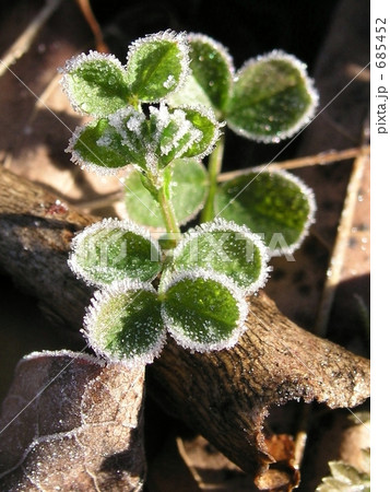 霜のベール 霜のベール 685452