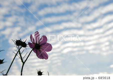 秋空とコスモス 秋空とコスモス 685618