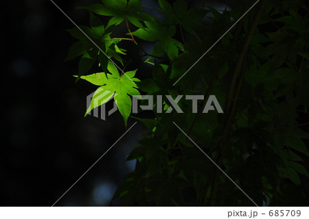 日光のスポットライトを浴びる新緑のもみじ 685709