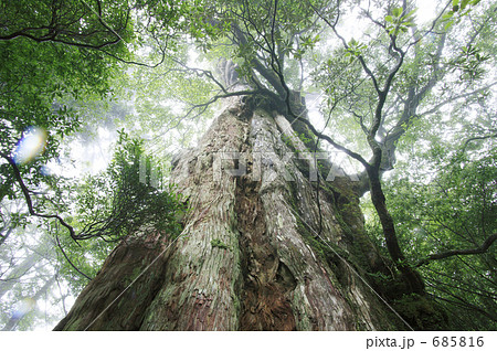 屋久島紀元杉 屋久島紀元杉 685816