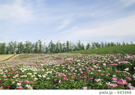 シャクヤクの丘 シャクヤクの丘 685866