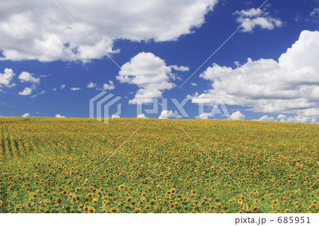 向日葵畑の大地 685951