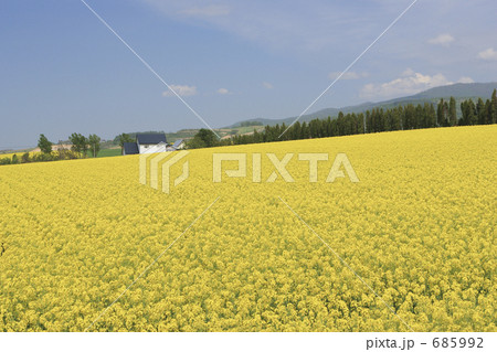 春一番の菜の花畑 春一番の菜の花畑 685992