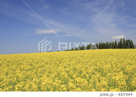 大地を黄色一色に染め上げる菜の花畑 685994