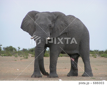 アフリカゾウは長い鼻と5本の足を持つ動物といわれていますの写真素材