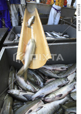 サケの水揚げ 686018